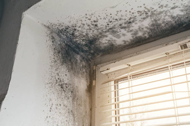 Affordable Mold Cleanup solutions in Kilmarnock, VA