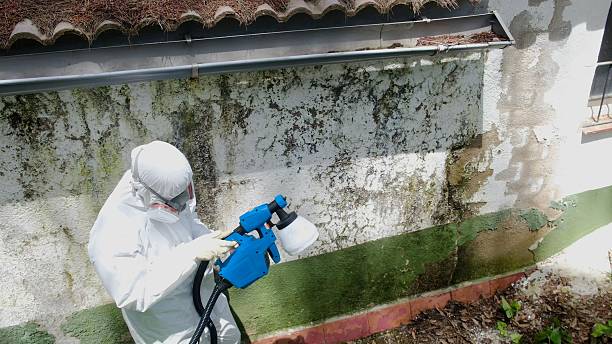 Top rated local Mold Cleanup specialists in Kilmarnock, VA